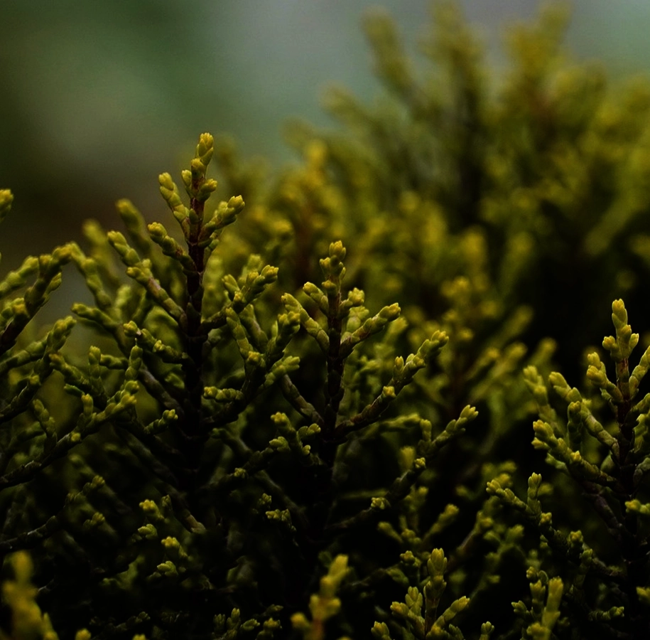 Sustainability12